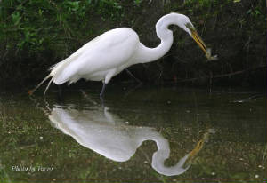 egret.jpg